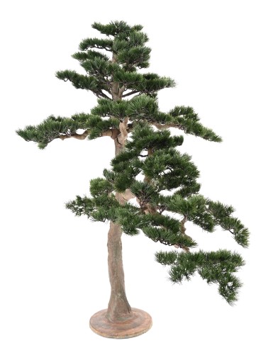 BONSAI PINO ALPES 160