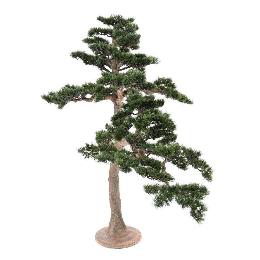 BONSAÏ PIN ALPES 160