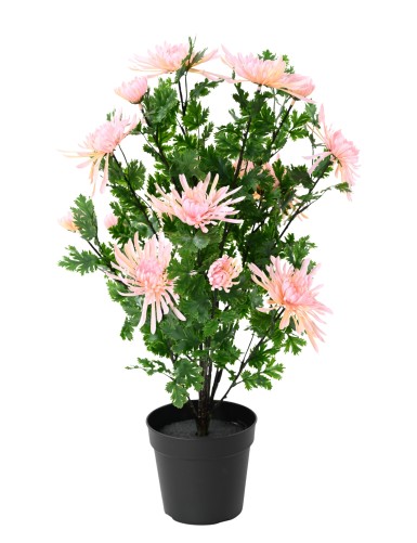 CHRYSANTHEMUM 60