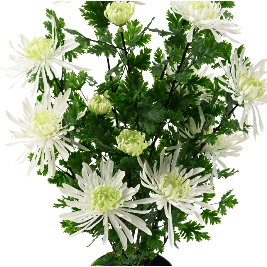 CHRYSANTHEMUM 60