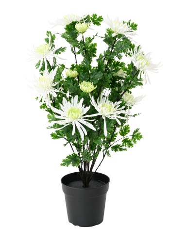 CHRYSANTHEME 60