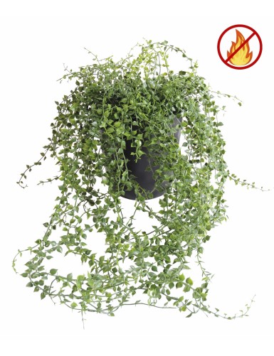 CALLISIA TOPF PLAST FR -...