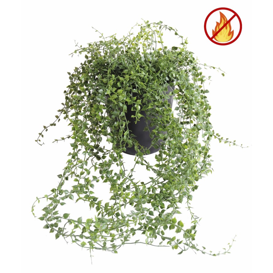 CALLISIA POT PLAST FR - Fire Resistant