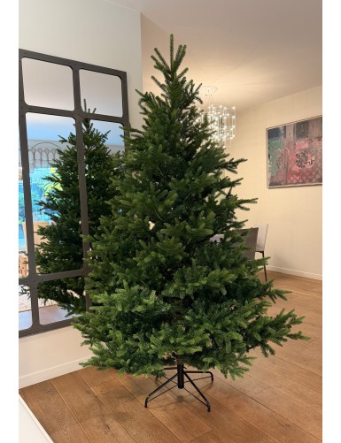 TANNE (Weihnachtsbaum) NORDMANN