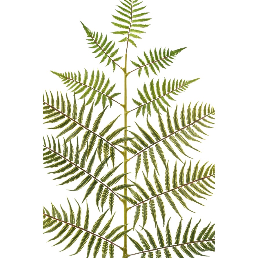 HOJA DE HELECHO GIGANTE 140