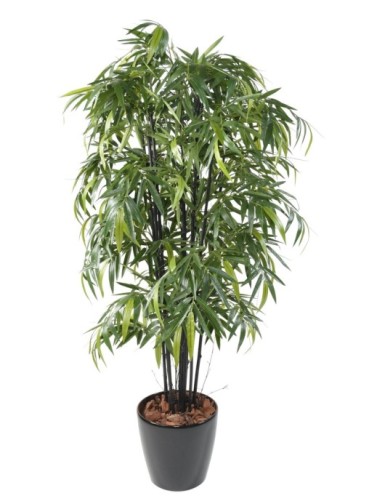 BAMBÚ NEGRO NATURAL NC