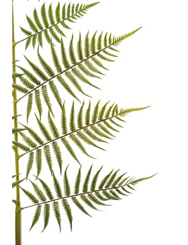 GIANT FERN LEAF 140