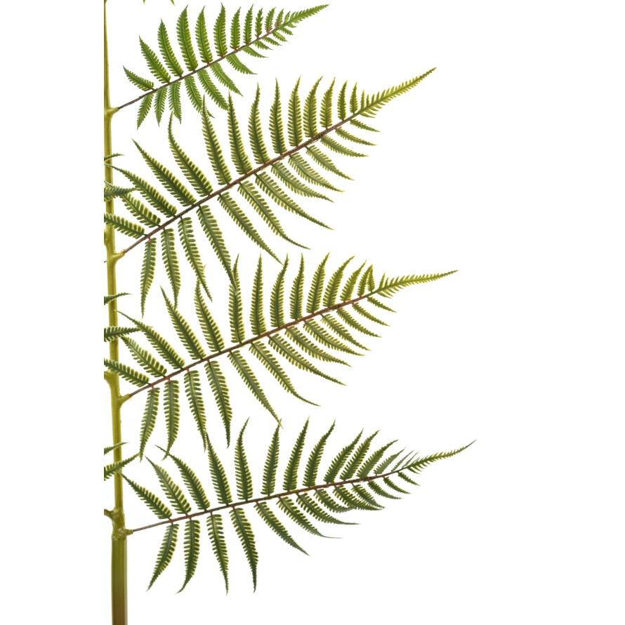 GIANT FERN LEAF 140