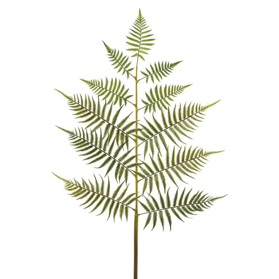 HOJA DE HELECHO GIGANTE 140