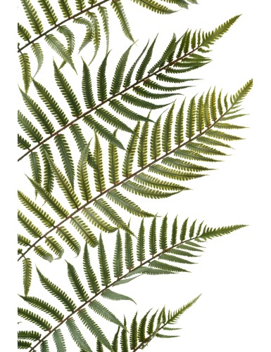 HOJA DE HELECHO GIGANTE 185