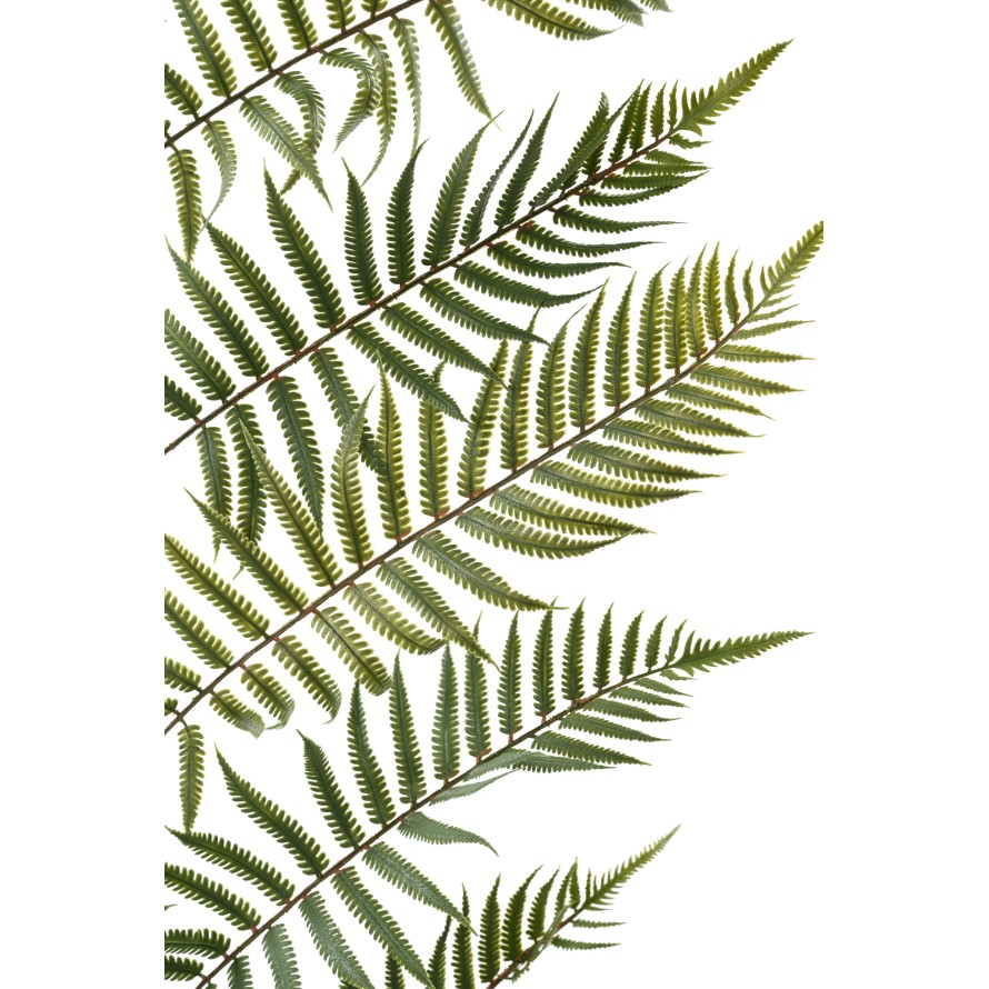 FERN LEAF GIANT 185