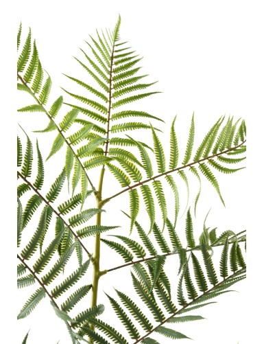 HOJA DE HELECHO GIGANTE 185