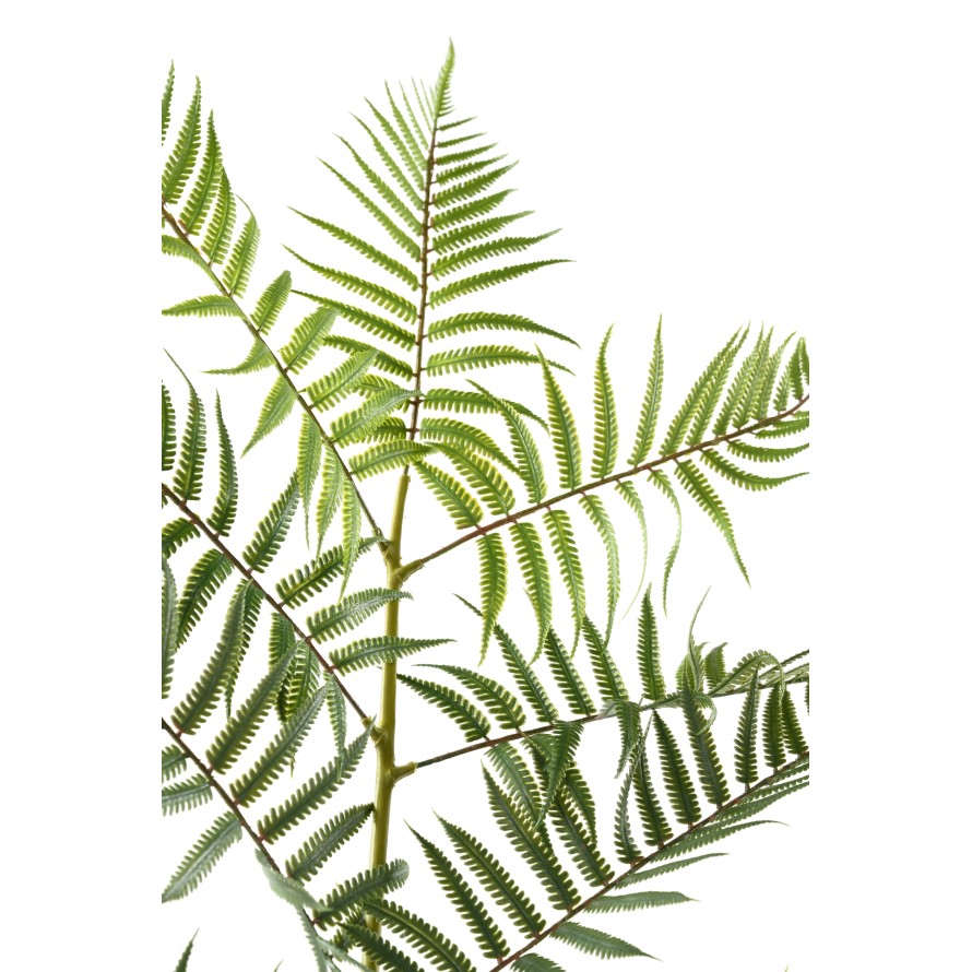 FERN GIANT LEAF 185