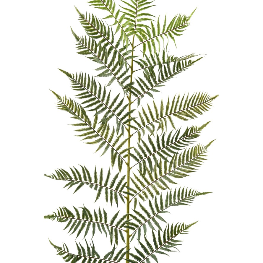 FERN GIANT LEAF 185