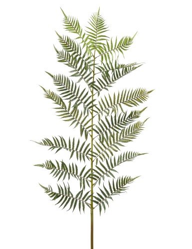 FERN LEAF GIANT 185