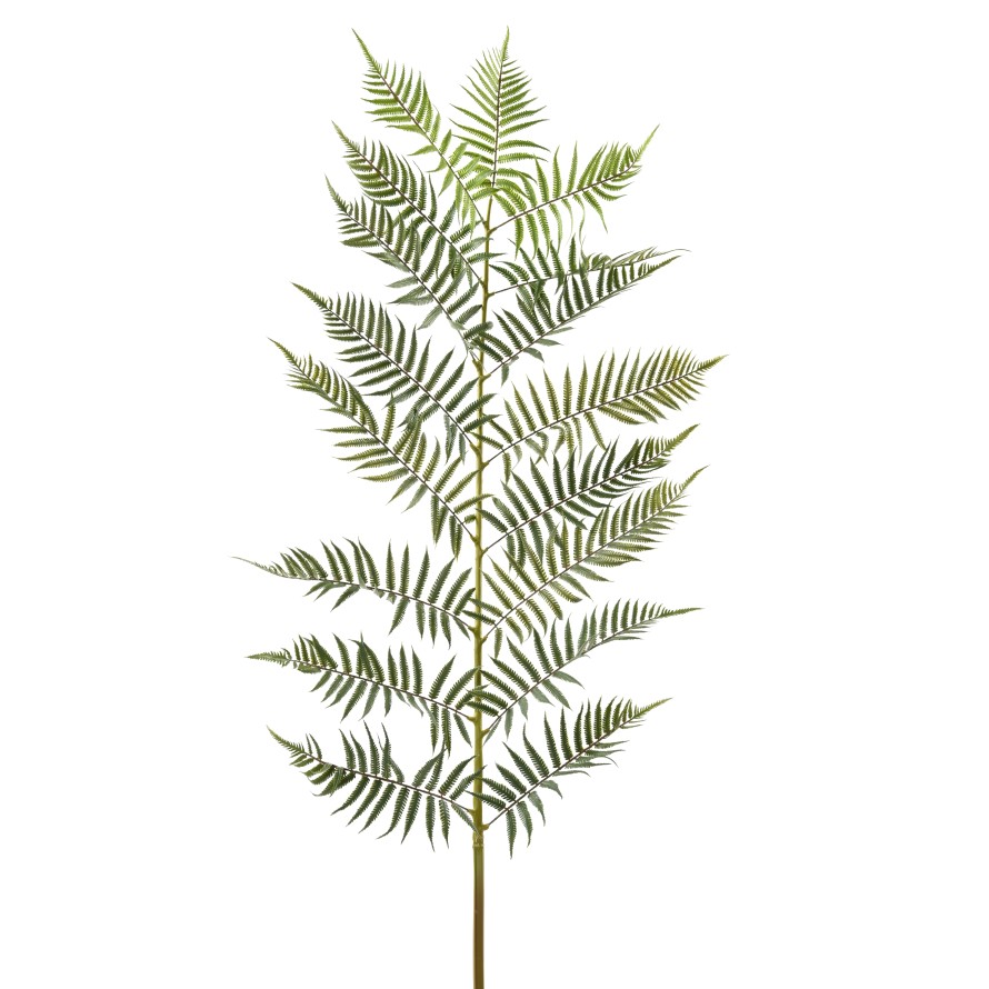 HELECHO HOJA GIGANTE 185