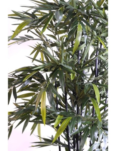 BAMBÚ NEGRO NATURAL NC