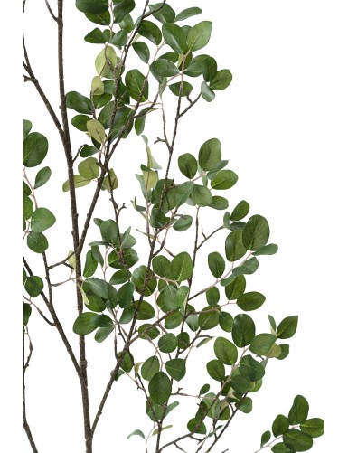 MYRTENZWEIG 130 (MYRTLE)