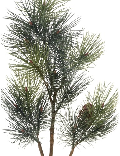 GROSSER PINIENZWEIG 120