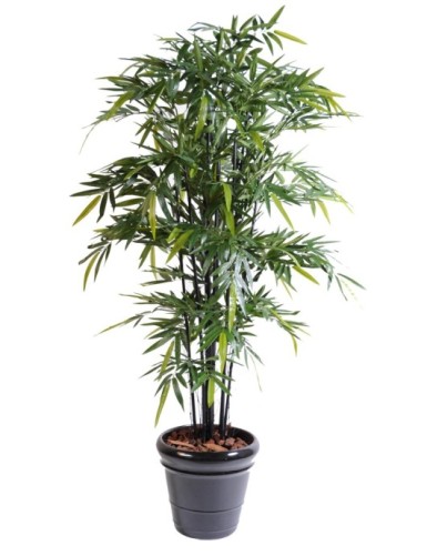 BAMBÚ NEGRO NATURAL NC