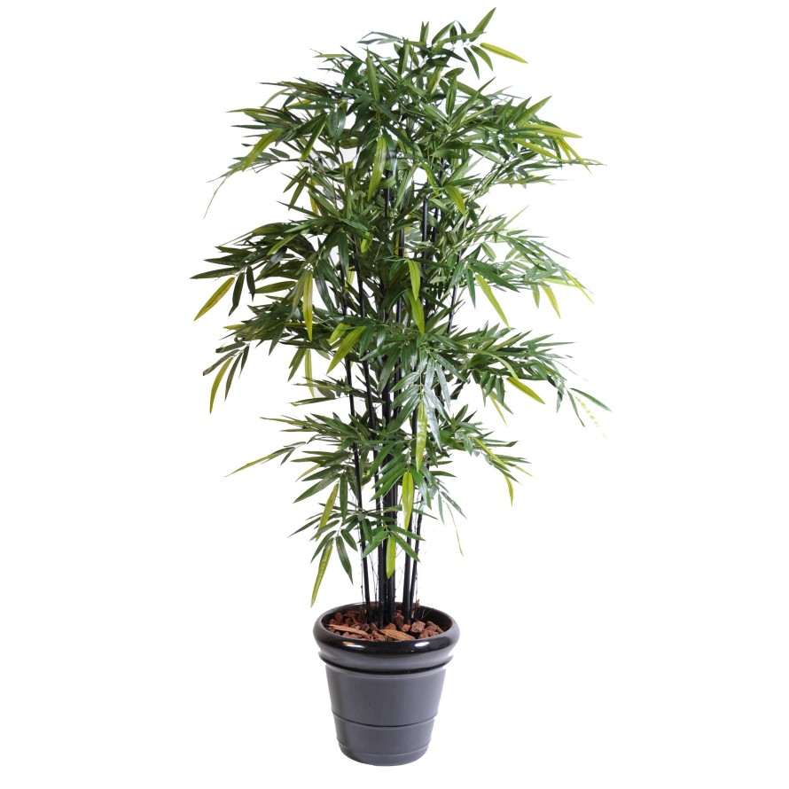 BAMBÚ NEGRO NATURAL NC