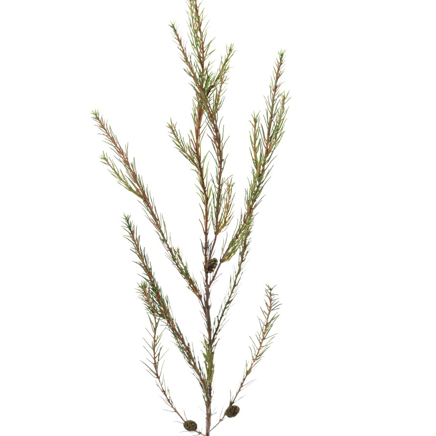 PINE ALEPPO BRANCH (Net Promo)