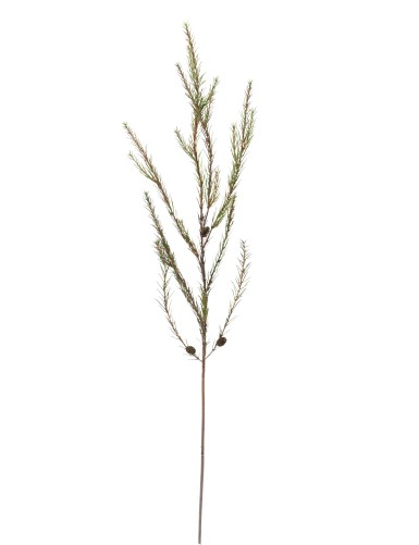 PINE ALEPPO BRANCH (Net promotional price)