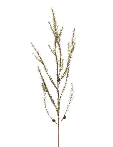 PINO CARRASCO RAMA (Promo...