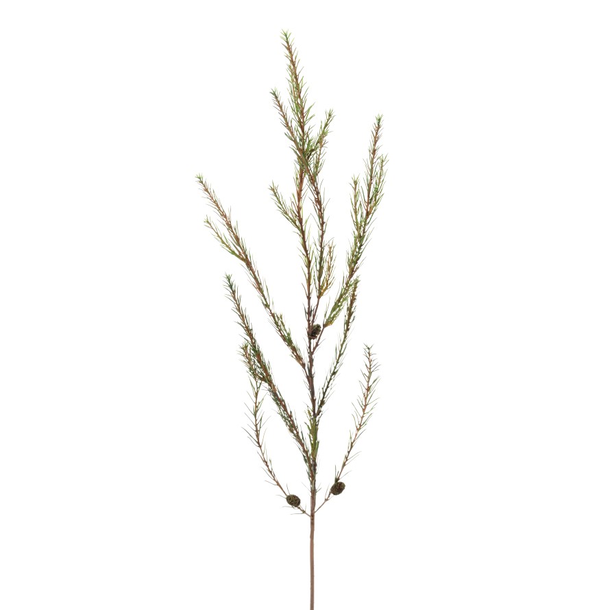 PINE ALEPPO BRANCH (Net promotional price)