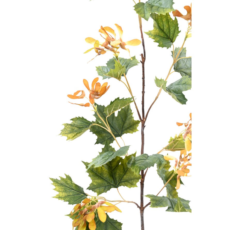 PLANE TREE LONG SPRAY (Net Promo)