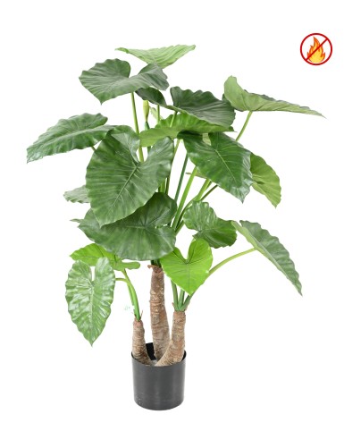 ALOCASIA CALIDORA 120 CM FR...