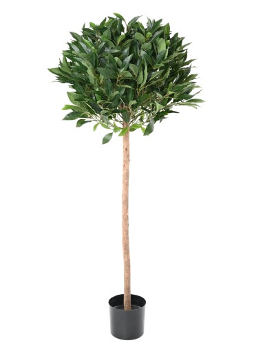 LAUREL BALL STEM 135 UV B