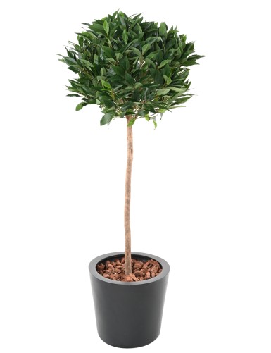 LAUREL BALL STEM 135 UV B