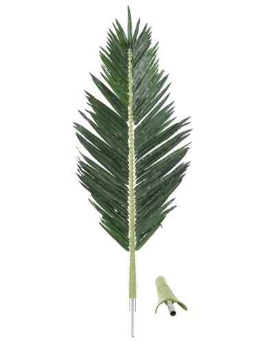 PALME PALMIER ROYAL 180