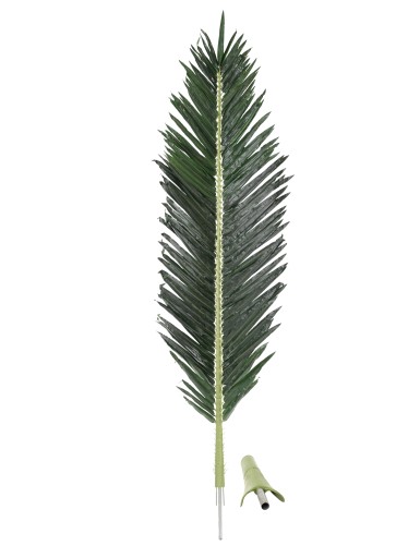 PALMWEDEL KÖNIGSPALME 210