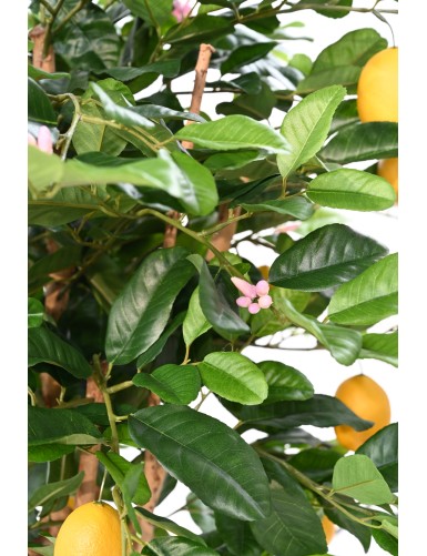 LEMON TREE SUNNY