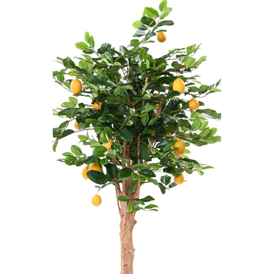 LEMON TREE SUNNY