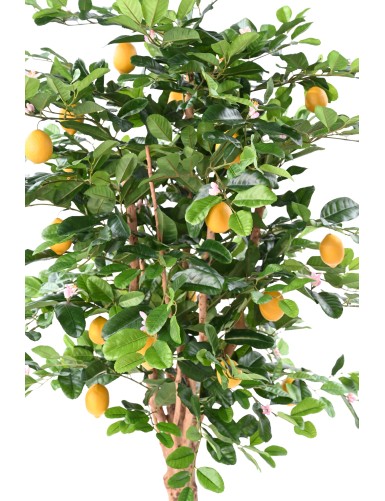 LEMON TREE SUNNY