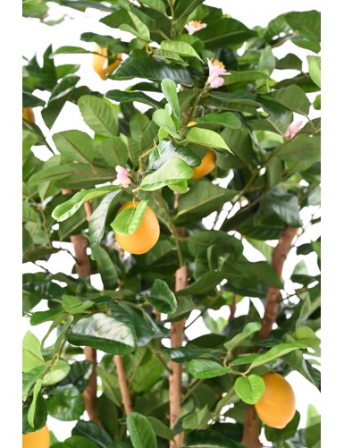 LEMON TREE SUNNY