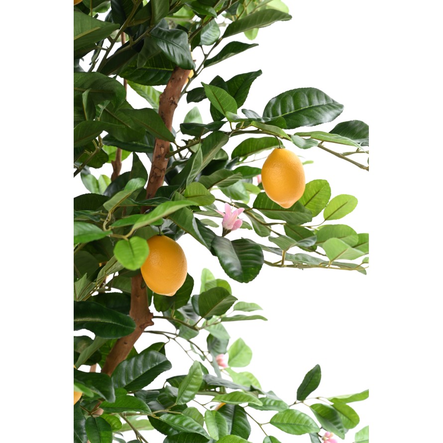 LEMON TREE SUNNY