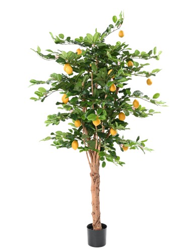 LEMON TREE SUNNY