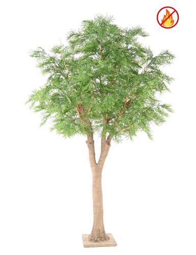 TAMARIND 295 (mimosa) FR -...