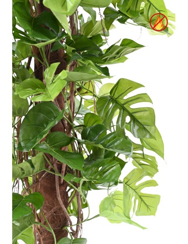 PHILODENDRON MONSTERA MIT KOKOSSTÜTZE 180 FR - Feuerbeständig