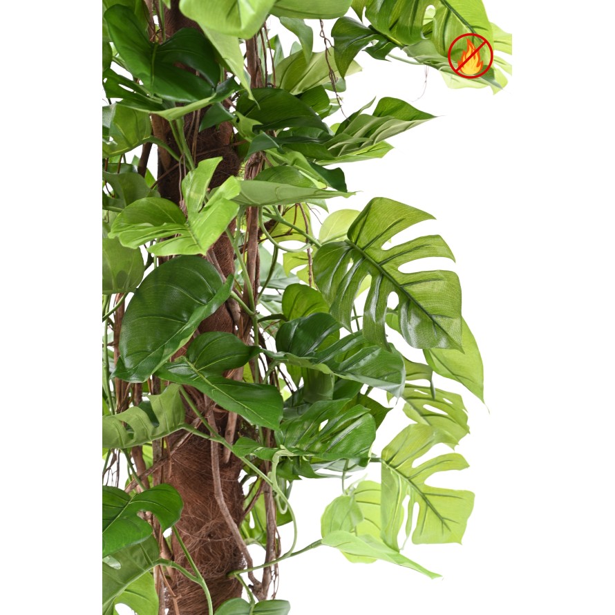 PHILODENDRON MONSTERA CON TUTOR DE COCO 195 FR - Resistente al Fuego
