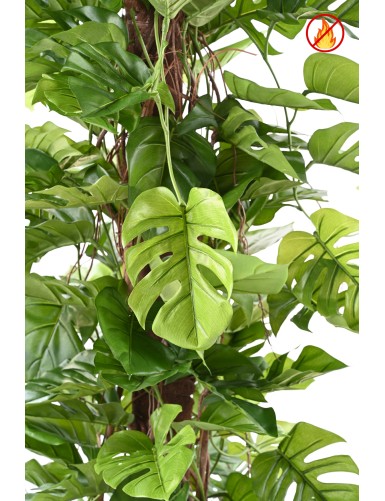 PHILODENDRON MONSTERA CON TUTOR DE COCO 195 FR - Resistente al Fuego
