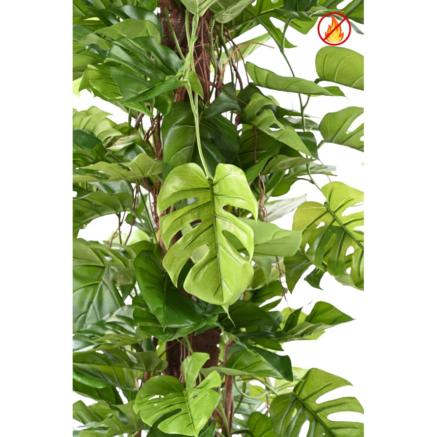 PHILODENDRON MONSTERA MIT KOKOSSTÜTZE 195 FR - Feuerbeständig