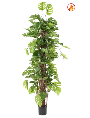 PHILODENDRON MONSTERA CON...