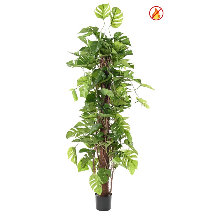 PHILODENDRON MONSTERA TUTEUR COCO 195 FR - Fire Resistant