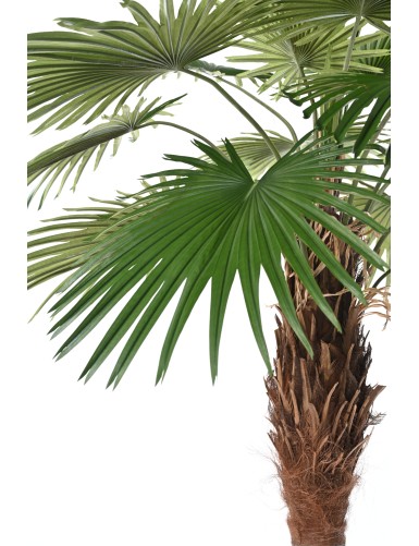 PALMERA CAMERUS (palmera de abanico)