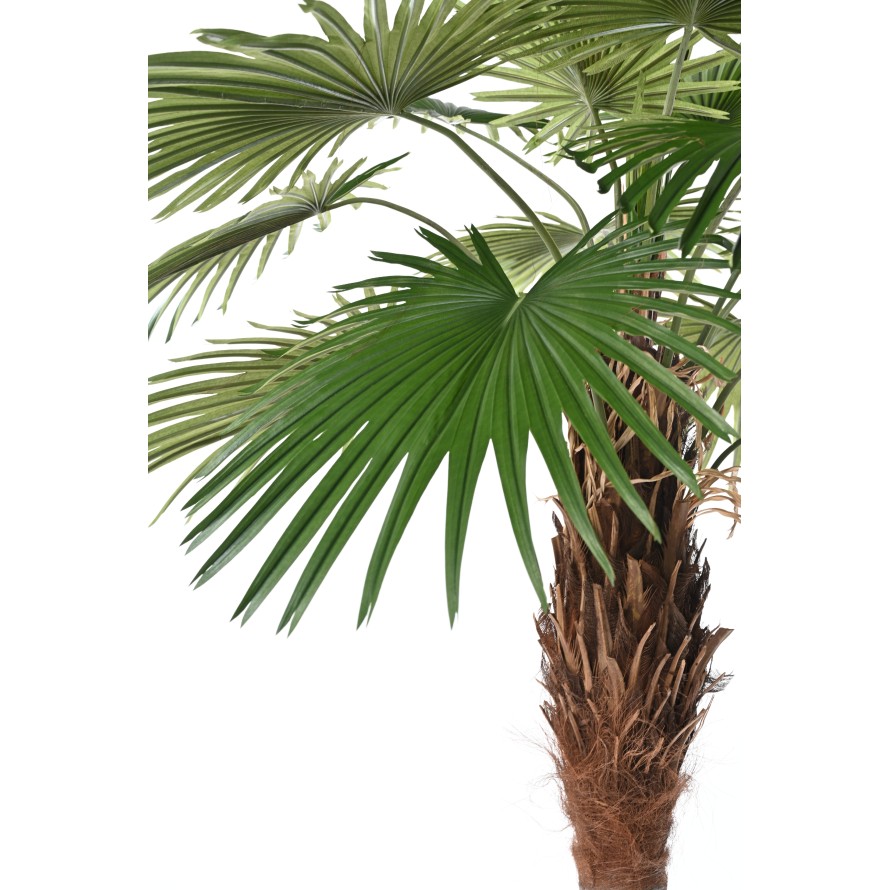 PALM TREE CAMERUS (Fan Palm)
